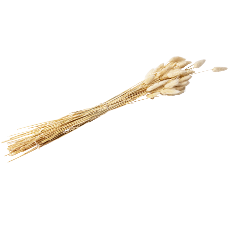 Bouquet séché "plumeaux...