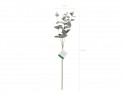 Branche d'eucalyptus, 60 cm