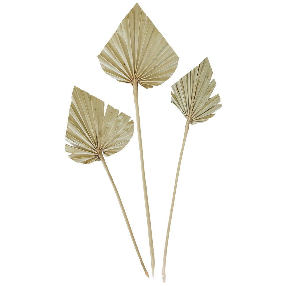 10 feuilles naturelles "palm spear"