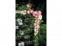 Boucles en bois, bois naturel