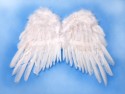 Ailes d'ange, blanches, 53 x 37cm