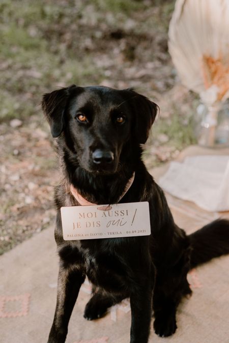 Pancarte pour chien en bois...