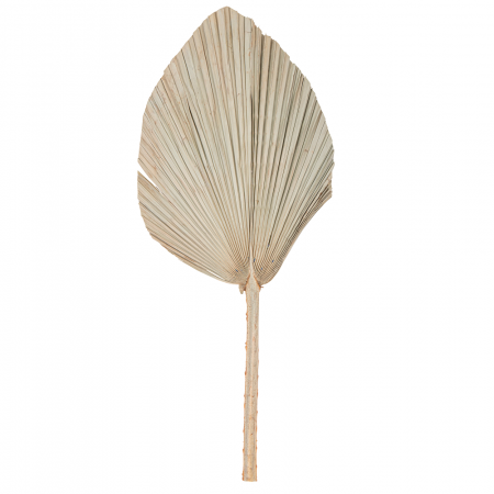 Feuille de palme découpée -...